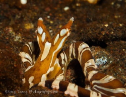 Wonderpus taken in Tulamben, Bali by Stacy Tseng 
